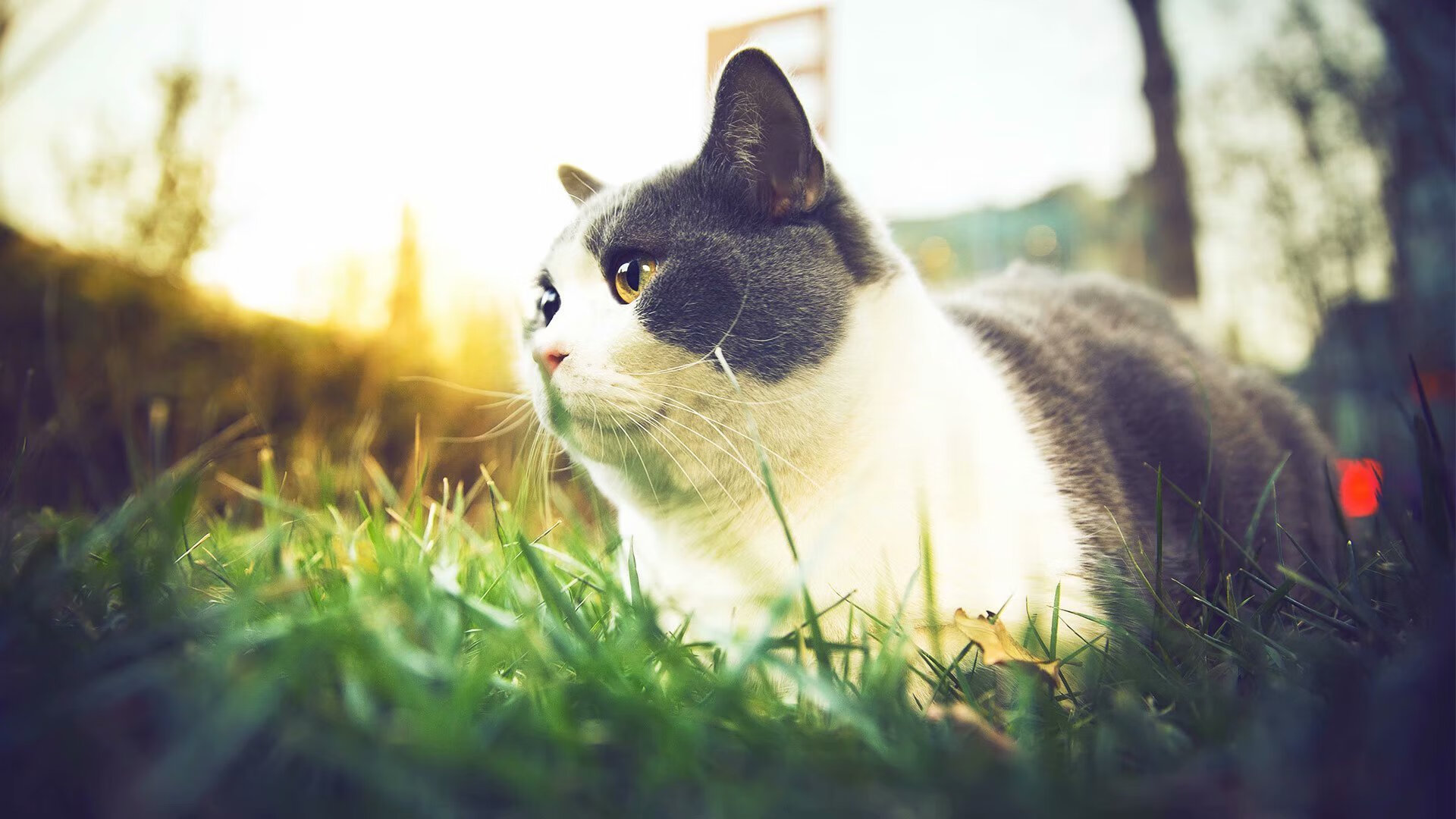 阿什拉夫一剑封喉，巴黎圣日耳曼压制佛罗伦萨的艺术与战术关键先生