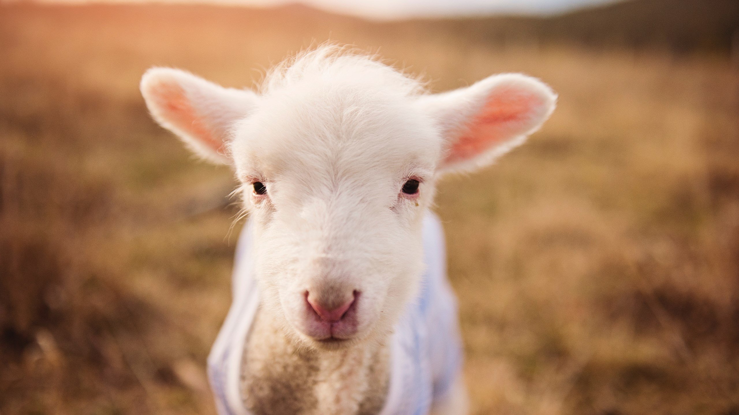 奇才带走快船,字母哥打出统治级数据,一场颠覆预期的篮球之夜